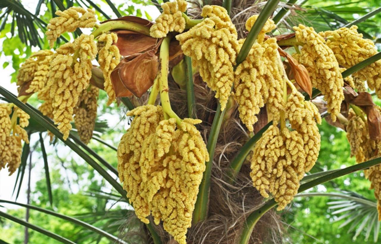 Bloemen trachycarpus vrouwelijke palmboom