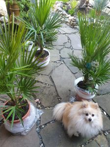 chamaerops chamaerops dwergpalmen met hond