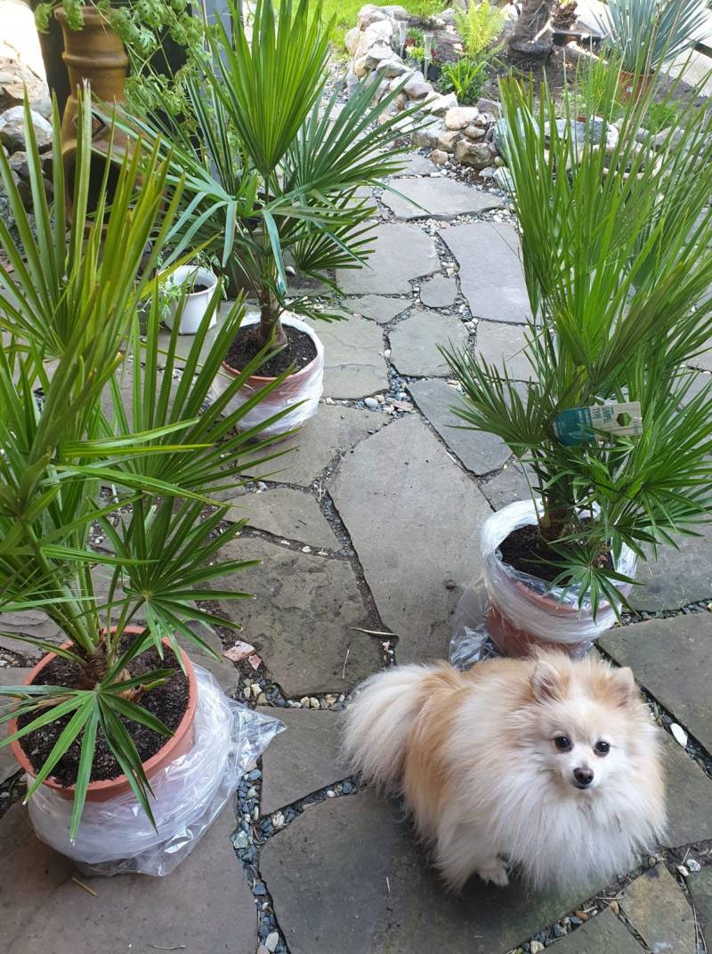 CHAMAEROPS HUMILIS Klein, makkelijk én winterhard!