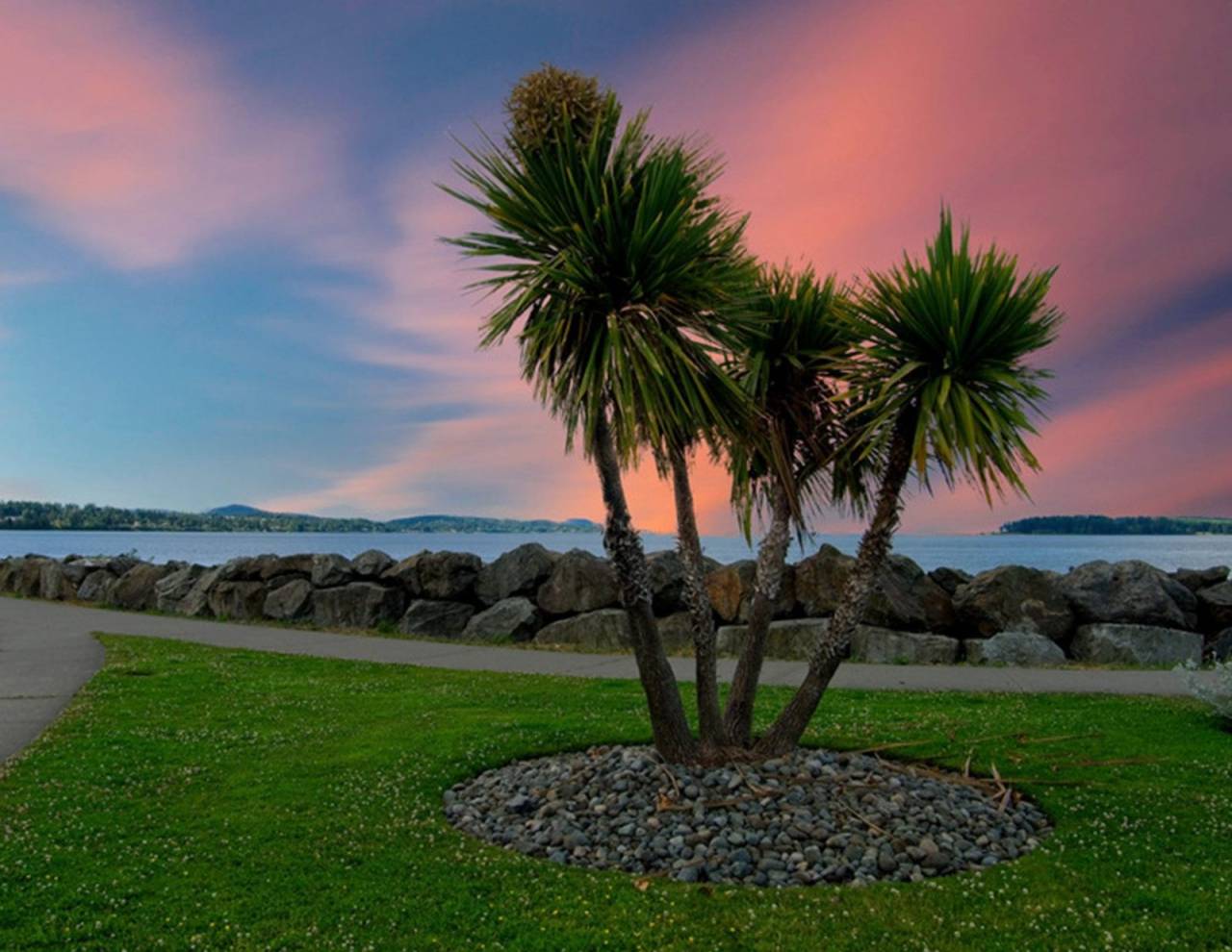 cordyline cordyline australis
