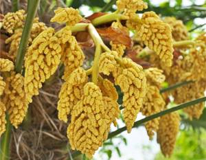 mannelijke bloemen trachycarpus mannelijke bloemen trachycarpus