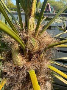 mannelijke knop mannelijke bloemknop palm