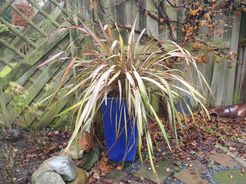 phormium3 Phormium tenax in blauwe pot