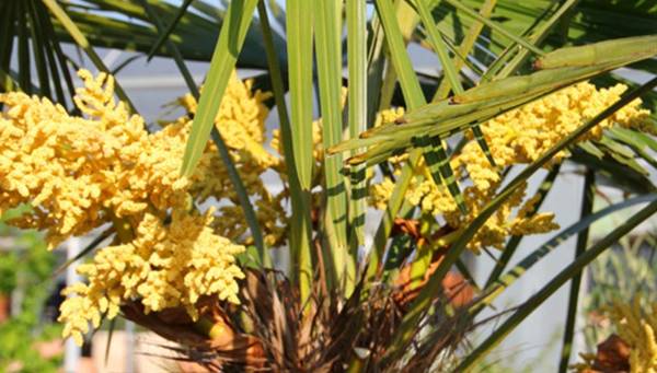 vrouwelijke bloemen trachycarpus vrouwelijke bloemen trachycarpus