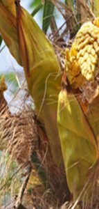 vrouwelijke knop vrouwelijke knop