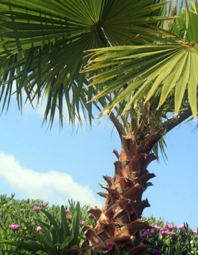 Mexicaanse Waaierpalm Mexicaanse Waaierpalm