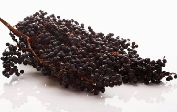 Palmboom zelf kweken met palmboom zaden