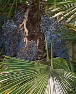 zaden trachycarpus zaden trachycarpus