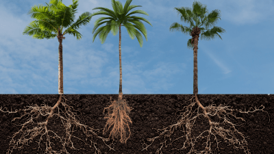 beendermeel kopen voor sterke wortels van je palmen