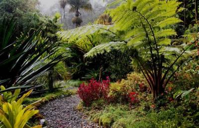Tropische schaduwplanten schaduwplanten