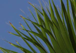 Bruine punten palm Bruine punten palm