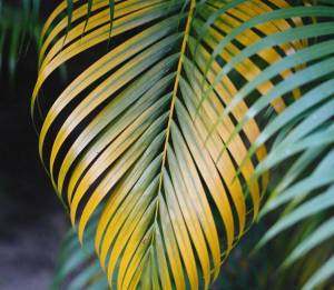 Palmboom bladeren worden geel Palmboom bladeren worden geel