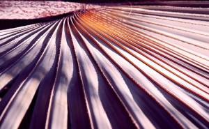 Bismarckia nobilis: 1 van de mooiste palmbomen ter wereld 4 bismarck palm paarse bladeren