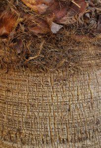 stam palmboom gestripte stam e1694518101414