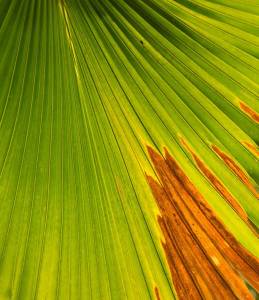 Verkleurde palmboom bladeren: oorzaken & oplossingen 13 palm bruine bladeren winterschade