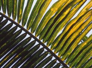 Verkleurde palmboom bladeren: oorzaken & oplossingen 7 bruine vlekjes bladeren palmboom die lijken op roest