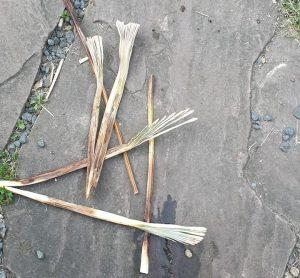 speerrot Palmboom kopen? Let op speerrot