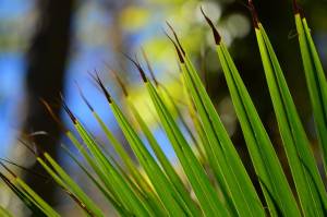 Verkleurde palmboom bladeren: oorzaken & oplossingen 10 zwarte punten palmboom