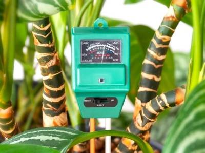 Watermeter plant