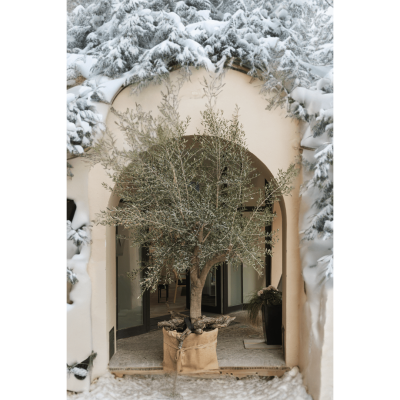 Olijfboom winter