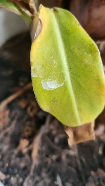 Kalk witte vlek op plant