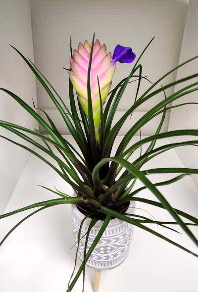 tillandsia bloem