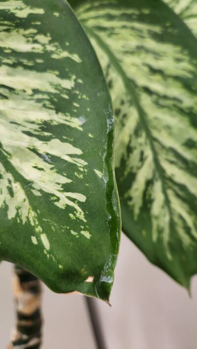 Water ontkalken voor planten zoals Dieffenbachia
