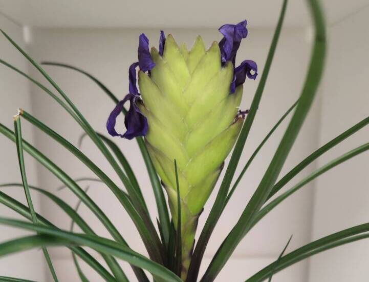 Tillandsia cyanea wordt groen