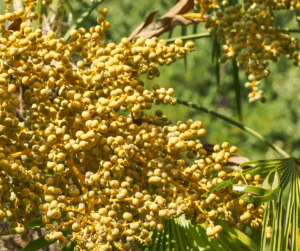 vrouwelijke trachycarpus vrouwelijke palmboom