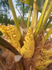 waggy bloei mannelijke bloemen van Wagnerianus