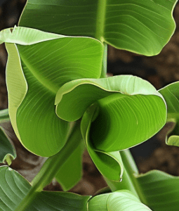 verstopte musa dwarf Verzorging bananenboom: een verstopte musa dwarf