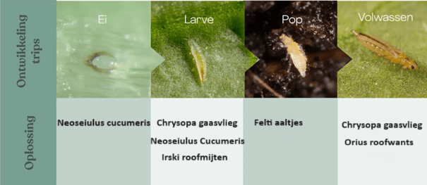 Fasen trips en oplossingen Trips biologisch bestrijden