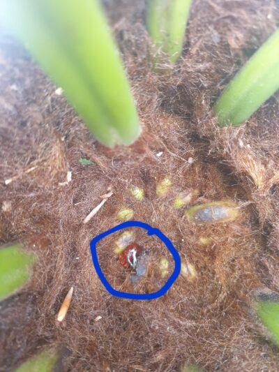 dicksonia rol bruin dicksonia rol bruin