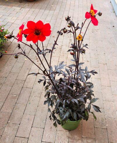 Zwarte bloemen kopen