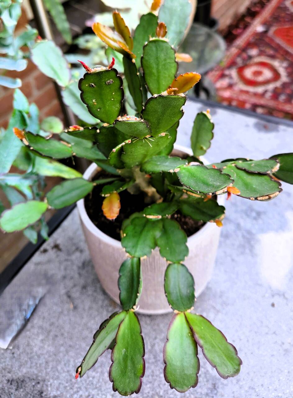 Lidcactus hangt slap Lidcactus hangt slap