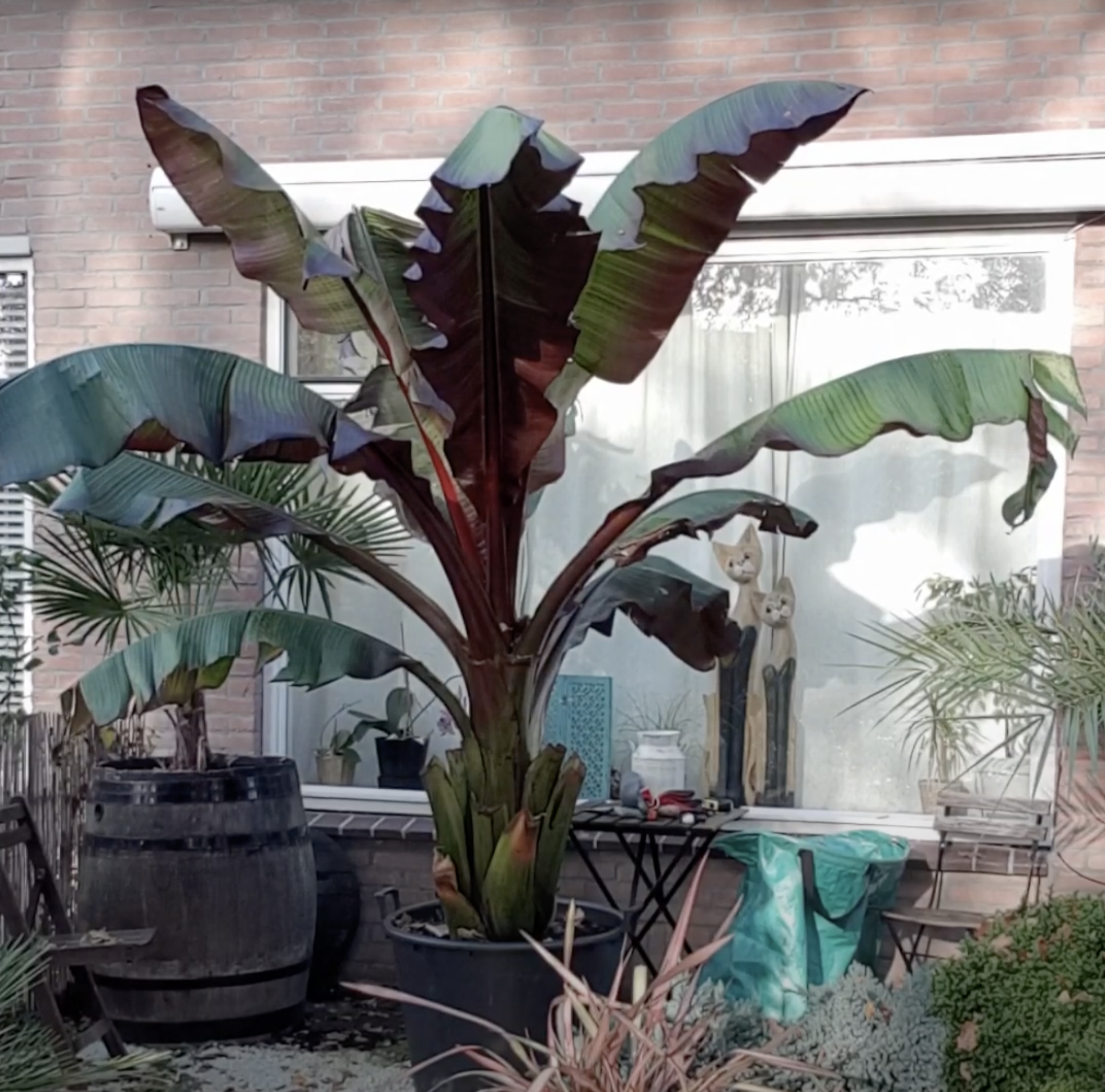 Bananenplant snoeien Bananenplant snoeien
