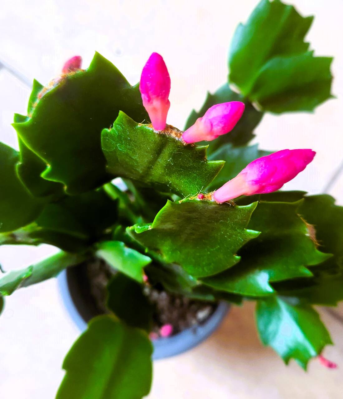 lidcactus soorten lidcactus soorten scaled