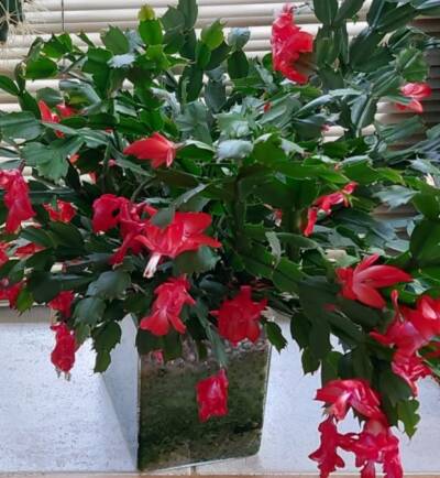 Lidcactus rood Lidcactus rood