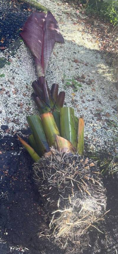 Maurelli snoeien Screenshot 20240627 180250 Gallery scaled e1739361585482