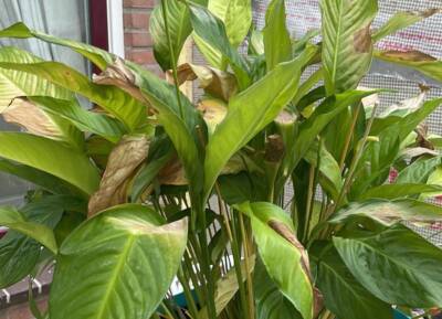 lepelplant gele bladeren