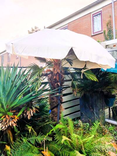 parasol boven palmbomen parasol