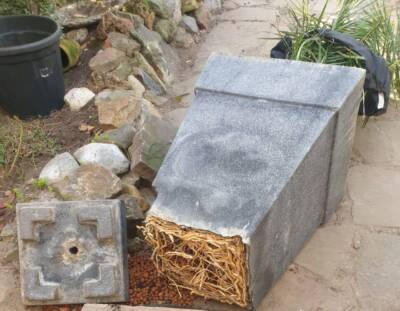 Dadelpalm snoeien scaled e1735932437509