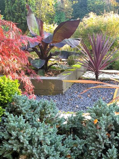 Cordyline in de volle grond 20211028 161934