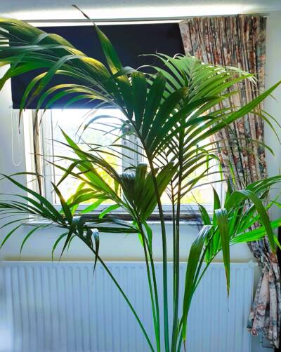 Kentia gele bladeren door te veel zonlicht Te veel zonlicht