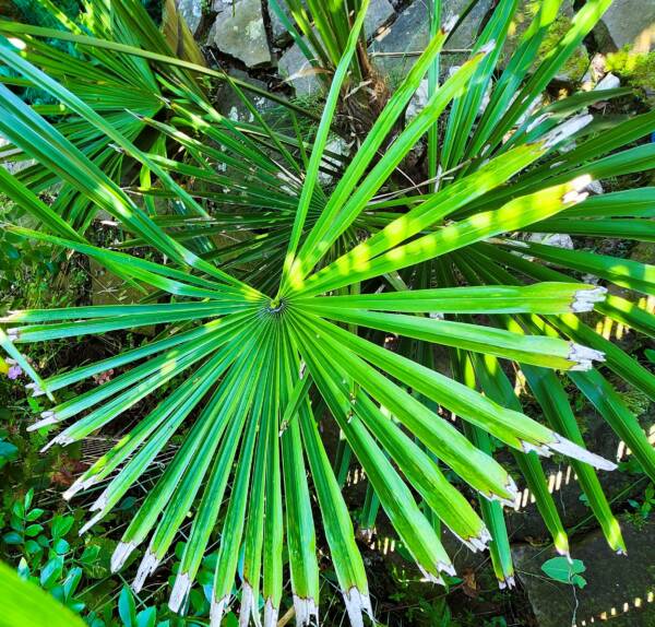 Verkleurde palmboom bladeren: oorzaken & oplossingen 15 Bruine punten palm