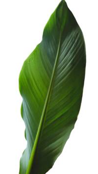 Tropische neppe planten: zo koop je er eentje van kwaliteit 6 Bananenblad