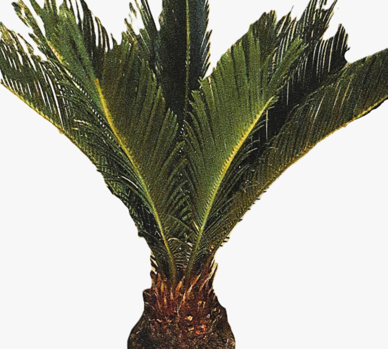 Tropische neppe planten: zo koop je er eentje van kwaliteit 8 Cyc2as scaled