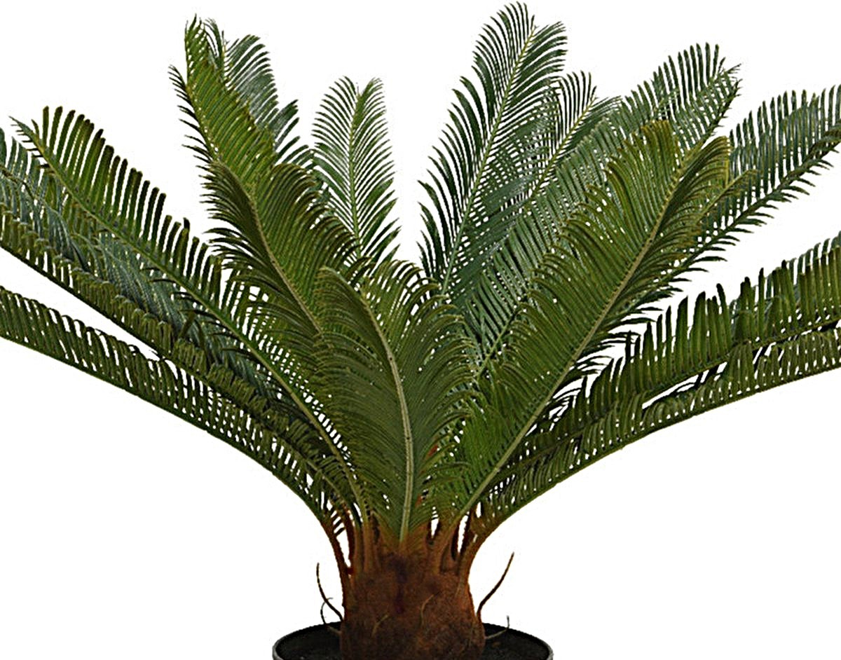 Tropische neppe planten: zo koop je er eentje van kwaliteit 10 Cycas kunst