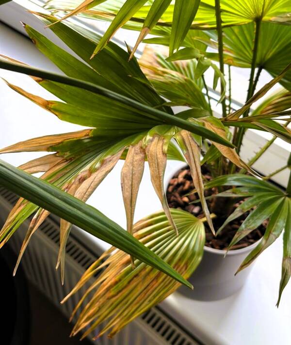 Kamerpalm bruin blad verwarming Kamerpalm bruin blad verwarming