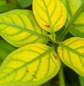 Magnesium gebrek plant Magnesium gebrek plant